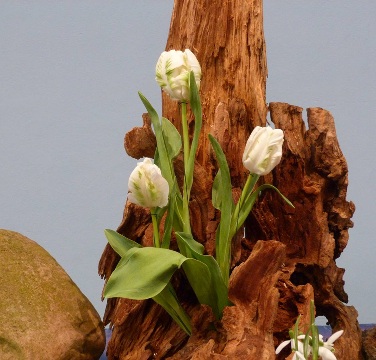 Tweede zondag 40 dagentijd