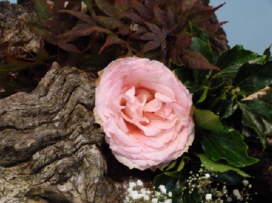 Doop Feline Vernooij